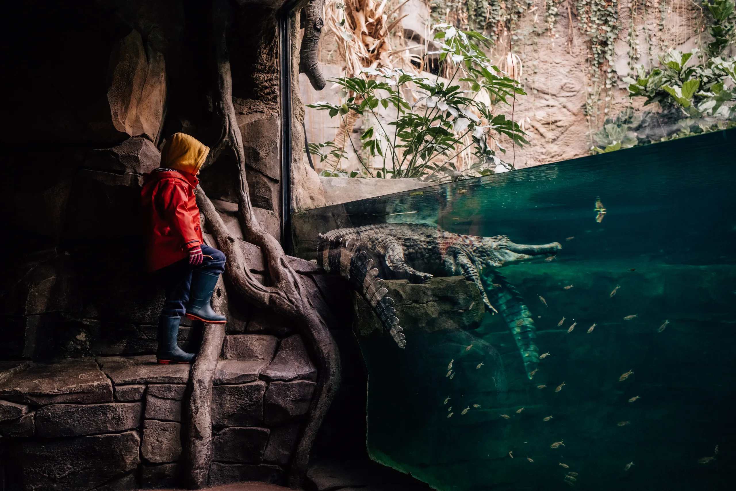 Boy looking at crocodile